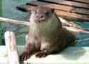 動物図鑑・ユーラシアカワウソ 1